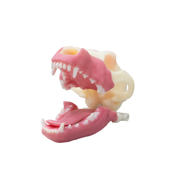 Norman – Multi Procedure Canine Dental Model   tandmodel hund